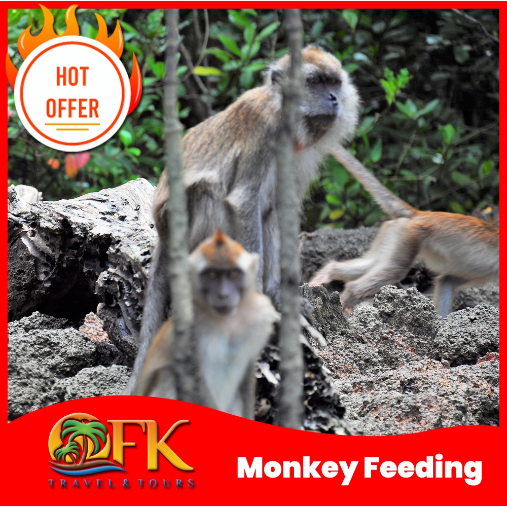 Monkey Feeding