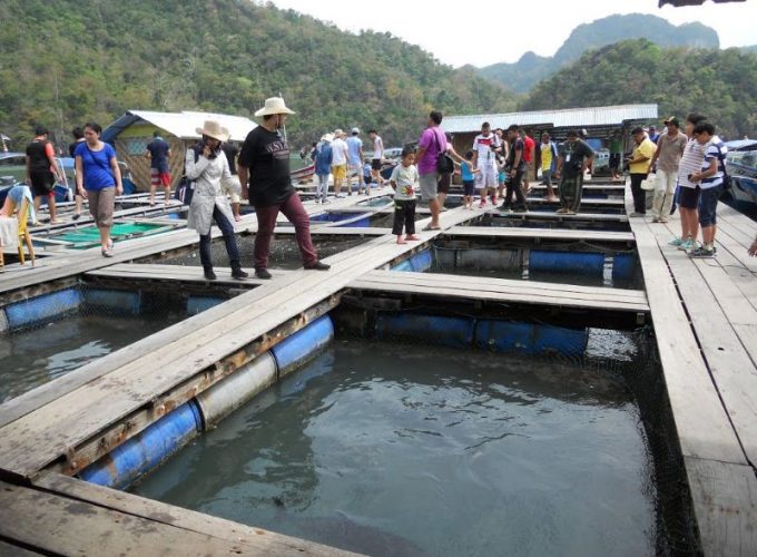 Langkawi Mangrove Tour and Island Hopping