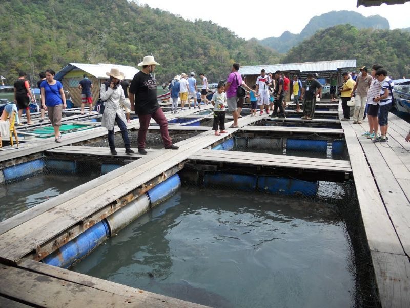 Langkawi Mangrove Tour and Island Hopping