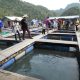 Langkawi Mangrove Tour Fish Farm
