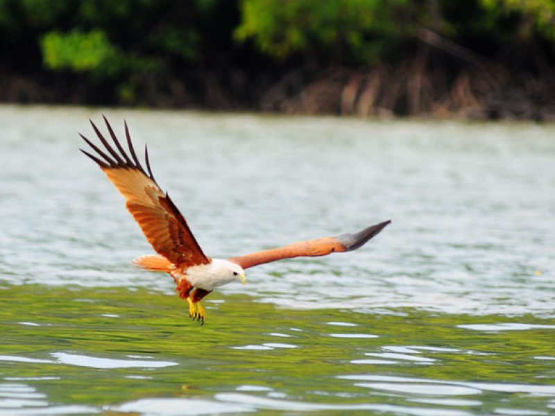 Langkawi Mangrove Tour and Island Hopping