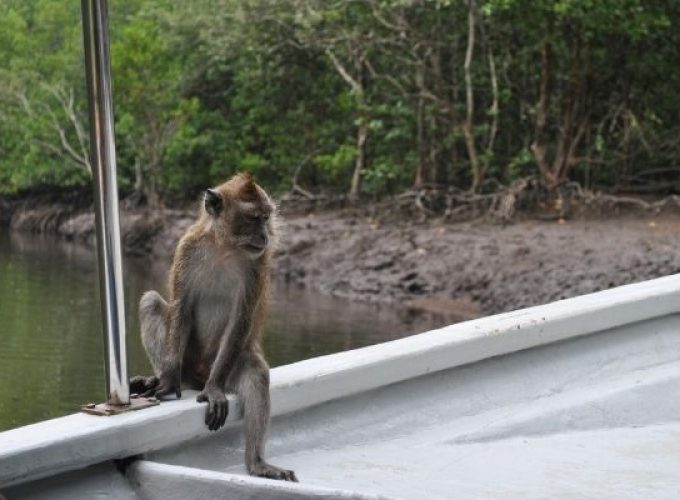 Langkawi Mangrove Tour and Island Hopping