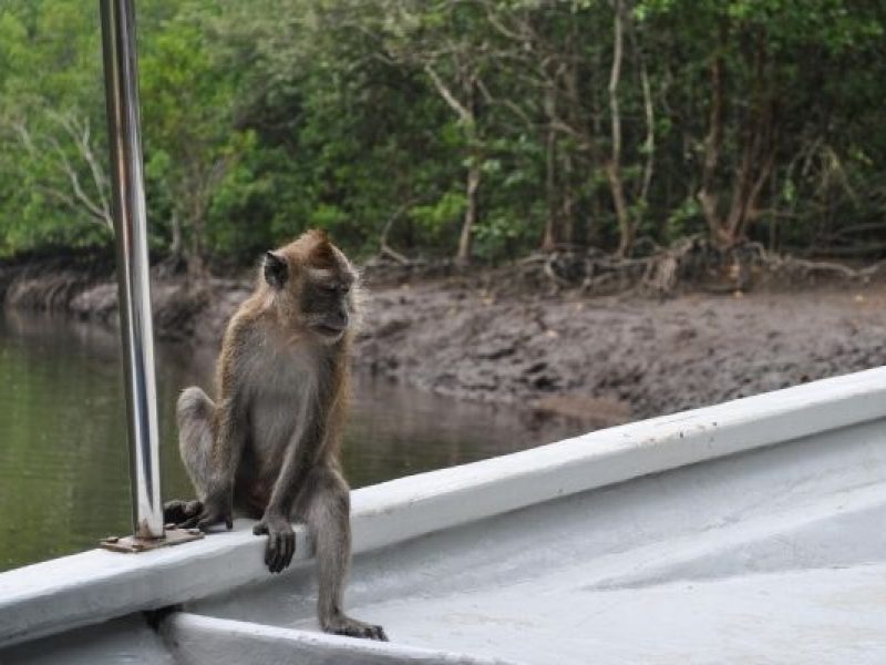 Langkawi Mangrove Tour and Island Hopping