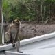 Langkawi Mangrove Tour Monkey Feeding