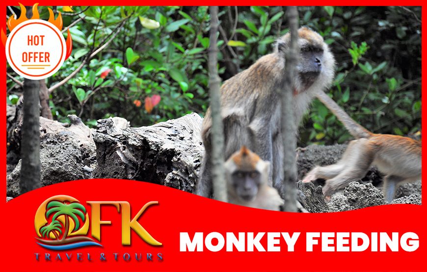 Langkawi Mangrove Tour 3 hrs Private per Boat