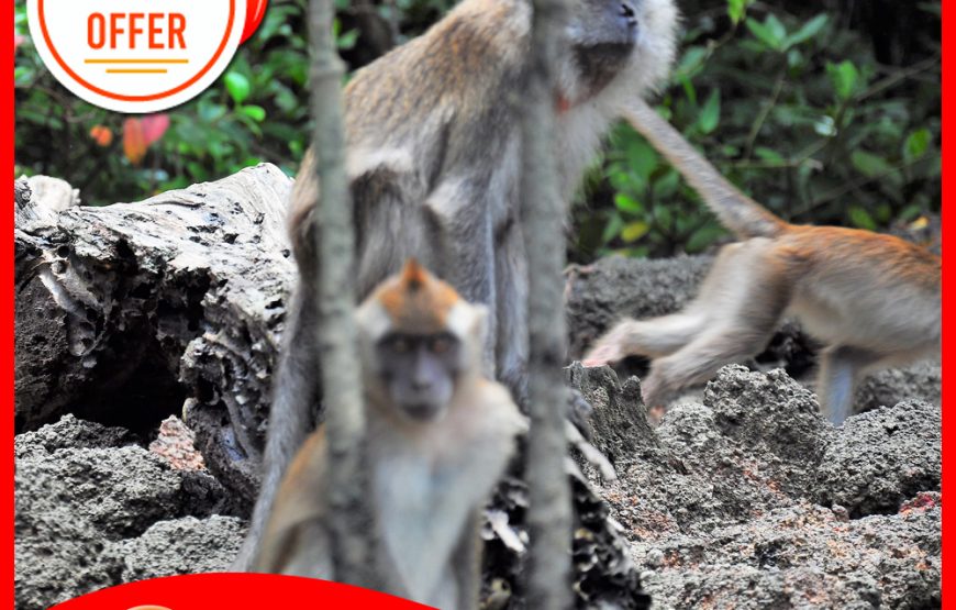 Langkawi Mangrove Kilim Geoforest Park (Package D – 4 hours Private 18 pax Boat)